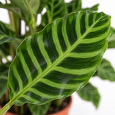 Calathea Zebrina, Nahaufnahme Blatt