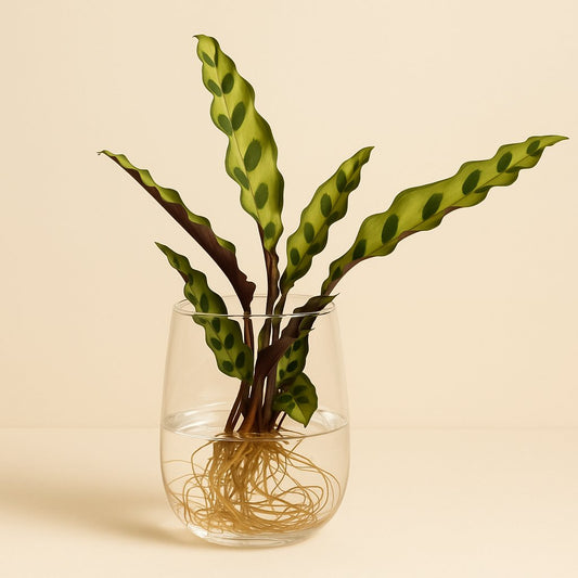 Calathea Insignis im Kingston-Glas - 30cm