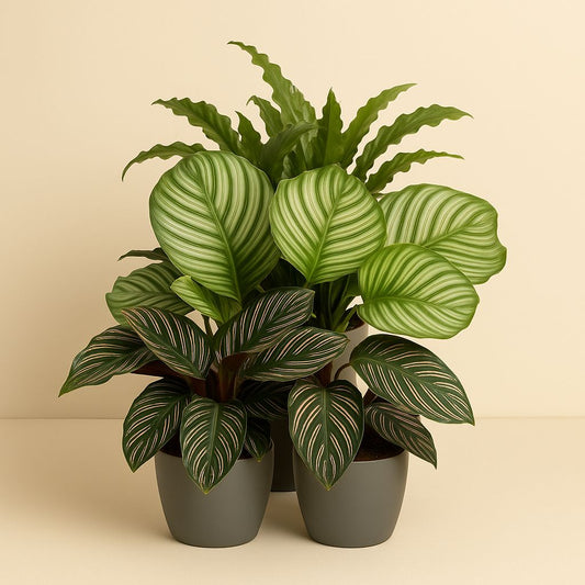 Calathea Mix