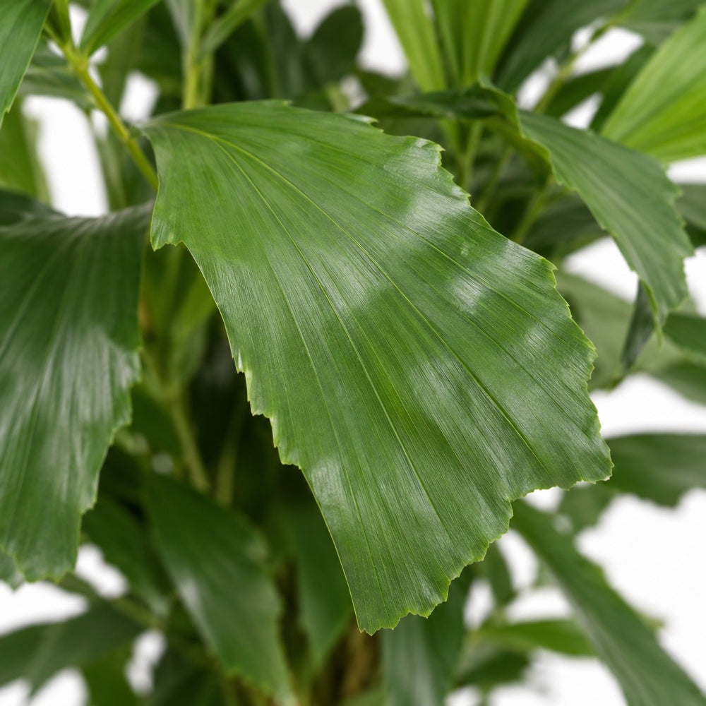 Fischschwanzpalme (Caryota Mitis) (110cm, Ø24cm), Nahaufnahme Blatt