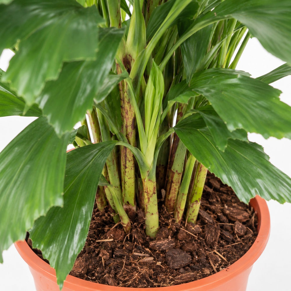 Fischschwanzpalme (Caryota Mitis) (110cm, Ø24cm), Nahaufnahme Wuchs und Triebansatz
