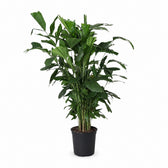 Fischschwanzpalme (Caryota Mitis) (120cm, Ø24cm) im Kulturtopf