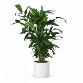 Fischschwanzpalme (Caryota Mitis) (120cm, Ø24cm), Stylingbeispiel im Übertopf (Übertopf nicht enthalten)