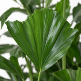 Fischschwanzpalme (Caryota Mitis), Nahaufnahme Blatt