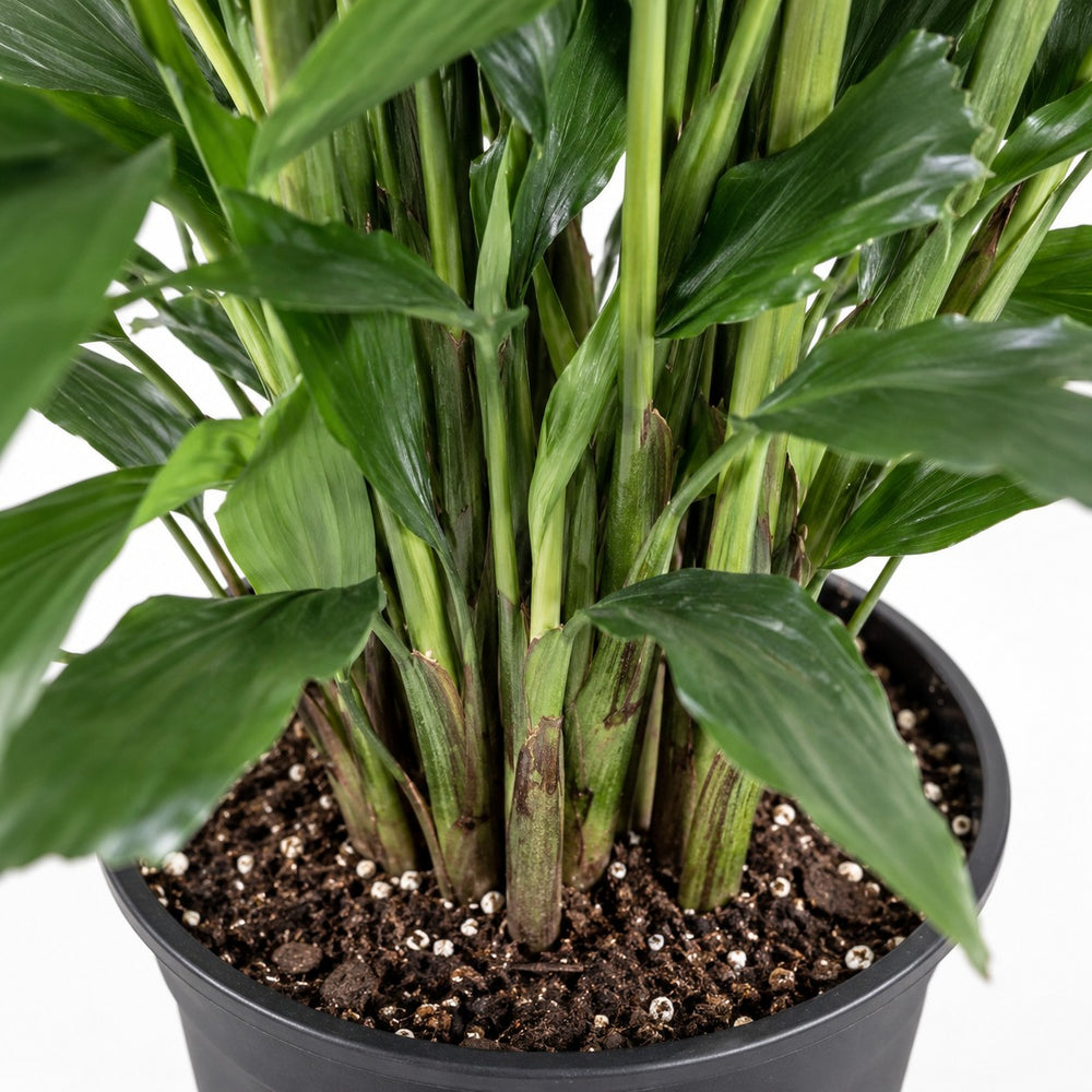 Fischschwanzpalme (Caryota Mitis), Nahaufnahme Wuchs und Triebansatz