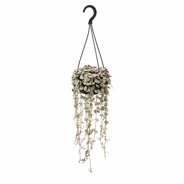 Ceropegia Linearis Subsp. Woodii Variegata (38cm, Ø14cm) im Kulturtopf