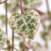 Ceropegia Linearis Subsp. Woodii Variegata, Nahaufnahme Blatt
