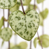 Ceropegia Woodii hängend, Nahaufnahme Blatt