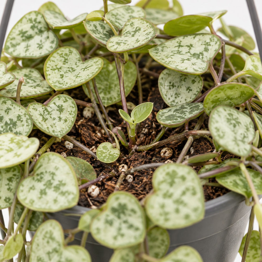 Ceropegia Woodii hängend, Nahaufnahme Wuchs und Triebansatz