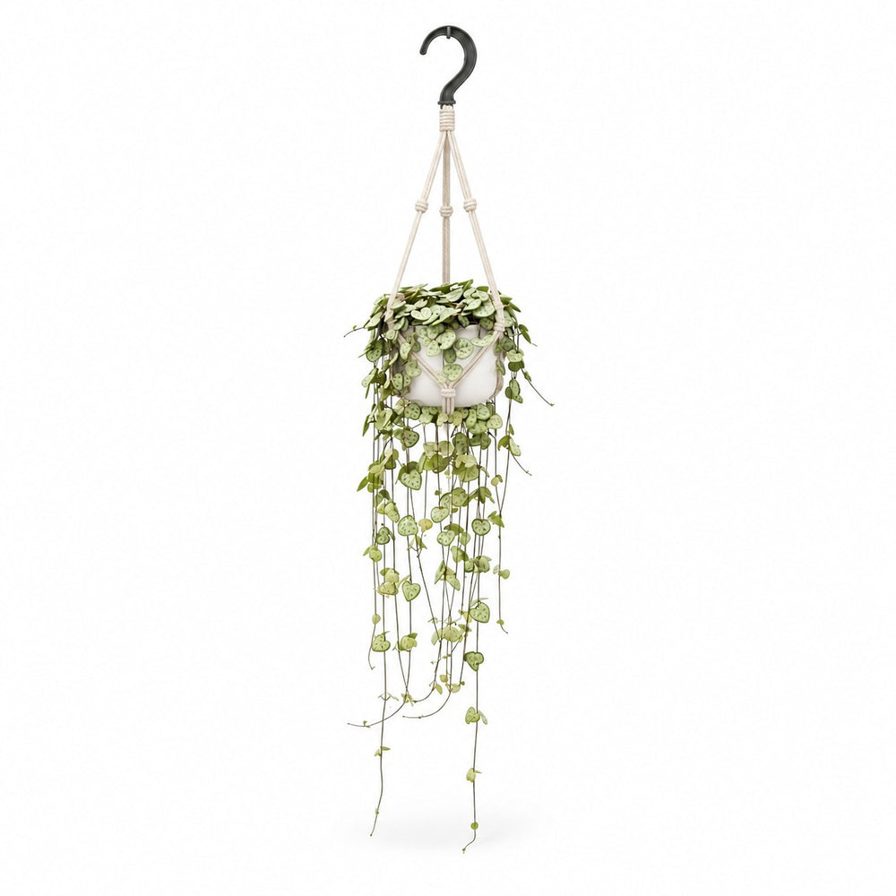 Ceropegia Woodii hängend - 50cm, Stylingbeispiel im Übertopf (Übertopf nicht enthalten)