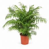 Chamaedorea Elegans - 100cm im Kulturtopf