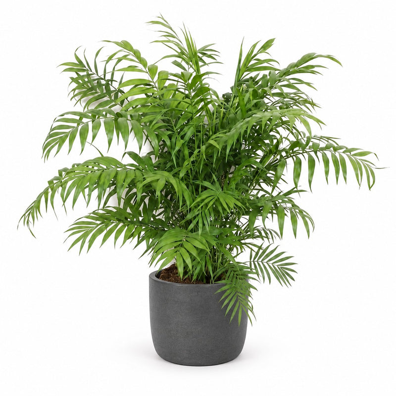 Chamaedorea Elegans - 100cm Detail