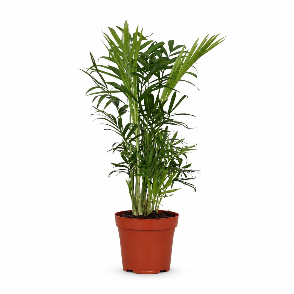 Chamaedorea Elegans (40cm, Ø12cm) im Kulturtopf