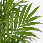 Chamaedorea Elegans (40cm, Ø12cm), Nahaufnahme Blatt