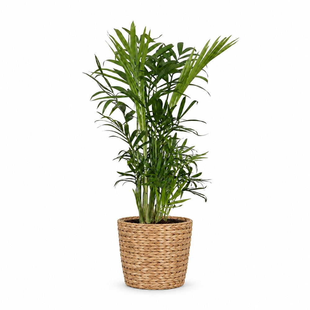 Chamaedorea Elegans (40cm, Ø12cm), Stylingbeispiel im Übertopf (Übertopf nicht enthalten)