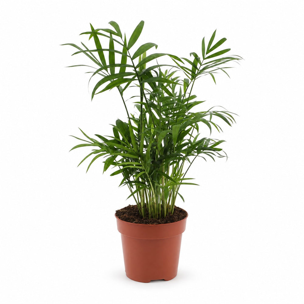 Chamaedorea Elegans (40cm, Ø17cm) im Kulturtopf