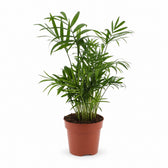 Chamaedorea Elegans (40cm, Ø17cm) im Kulturtopf