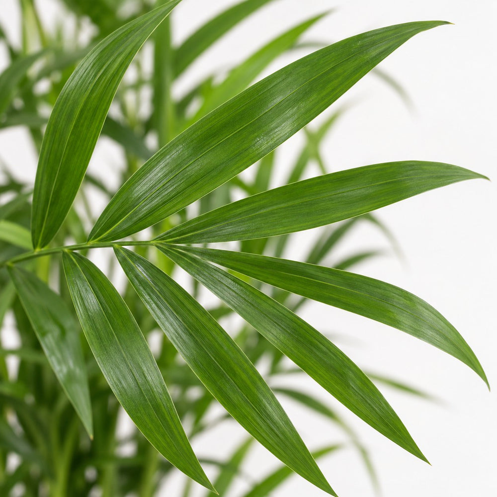 Chamaedorea Elegans (40cm, Ø17cm), Nahaufnahme Blatt