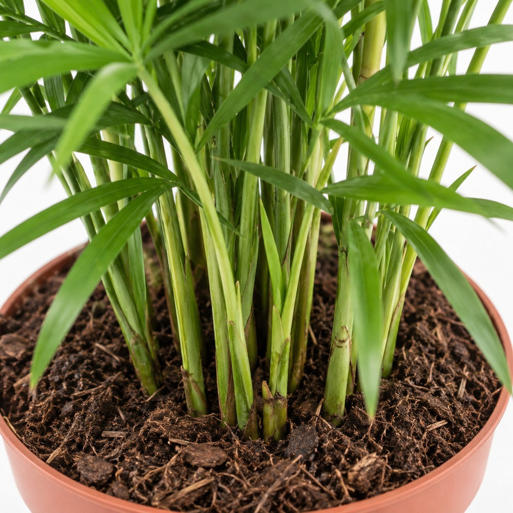 Chamaedorea Elegans (40cm, Ø17cm), Nahaufnahme Wuchs und Triebansatz