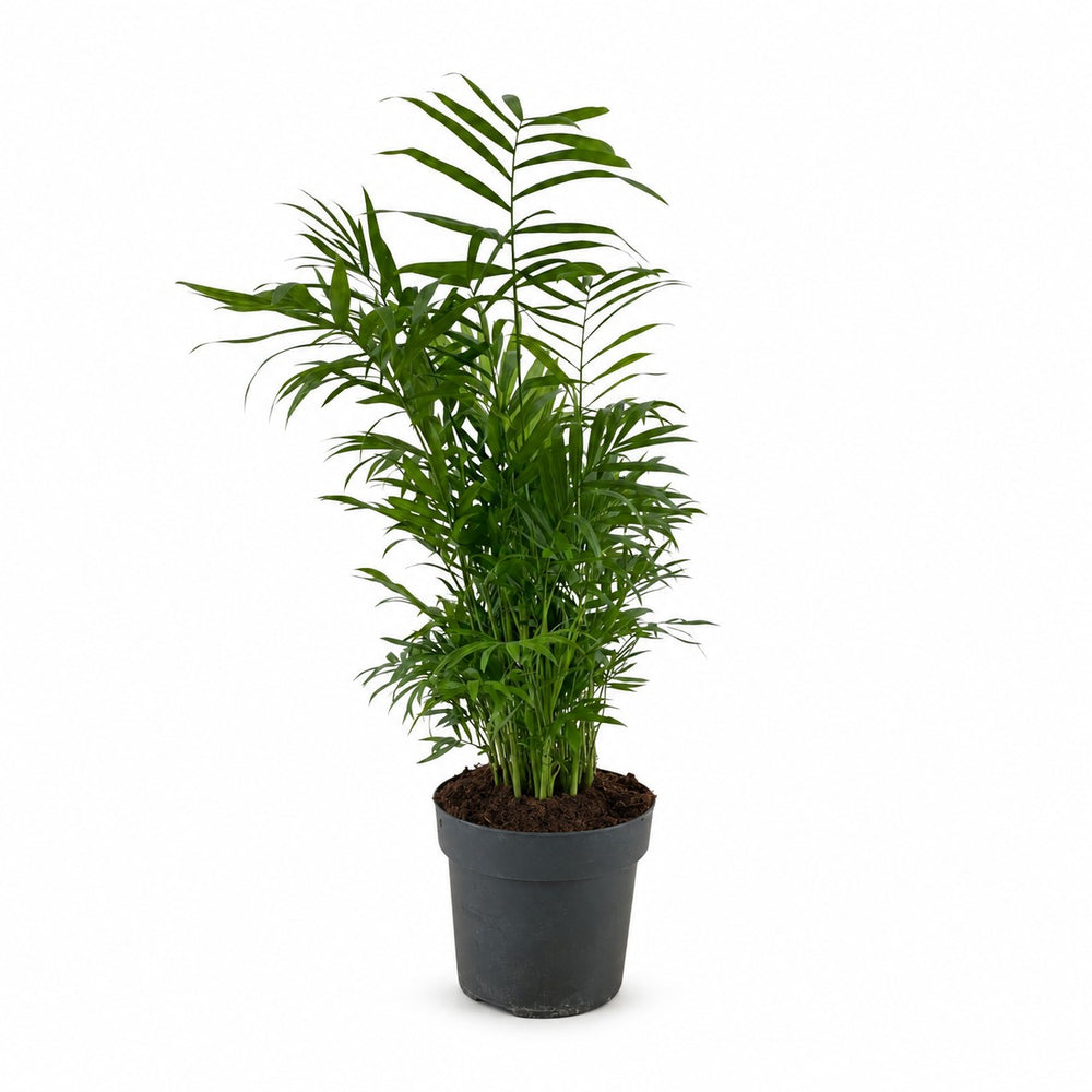 Chamaedorea Elegans - 50cm im Kulturtopf