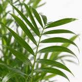 Chamaedorea Elegans, Nahaufnahme Blatt
