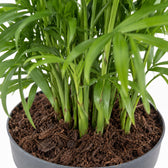 Chamaedorea Elegans, Nahaufnahme Wuchs und Triebansatz
