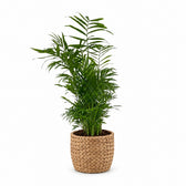 Chamaedorea Elegans - 50cm, Stylingbeispiel im Übertopf (Übertopf nicht enthalten)