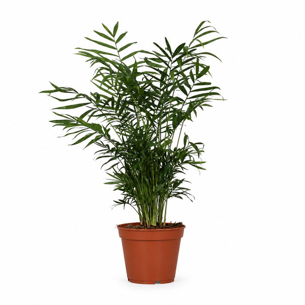Chamaedorea Elegans (55cm, Ø17cm) im Kulturtopf