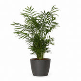 Chamaedorea Elegans (55cm, Ø17cm), Stylingbeispiel im Übertopf (Übertopf nicht enthalten)