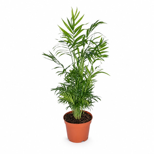 Chamaedorea Elegans Bergpalme - 55cm im Kulturtopf
