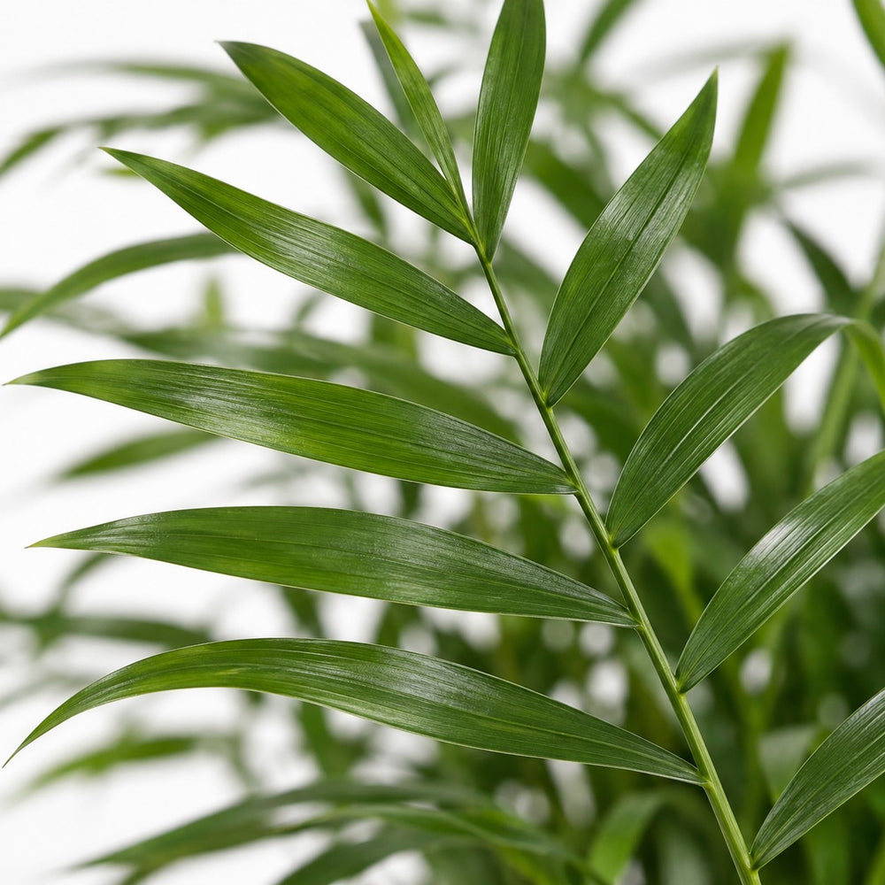 Chamaedorea Elegans, Nahaufnahme Blatt