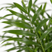 Chamaedorea Elegans, Nahaufnahme Blatt