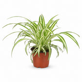 Chlorophytum (25cm, Ø12cm) im Kulturtopf