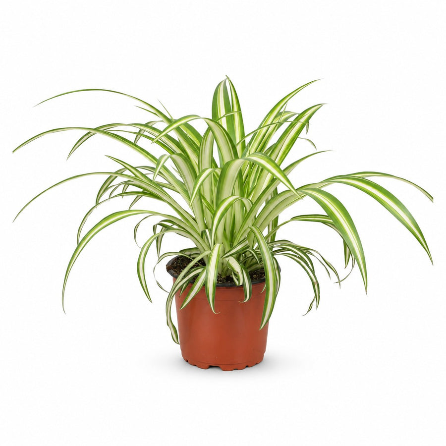 Chlorophytum (25cm, Ø12cm) im Kulturtopf