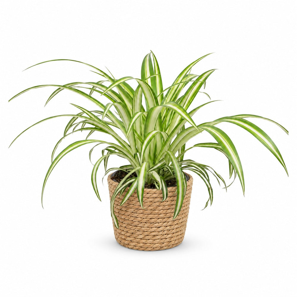 Chlorophytum (25cm, Ø12cm), Stylingbeispiel im Übertopf (Übertopf nicht enthalten)