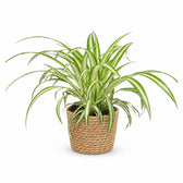 Chlorophytum (25cm, Ø12cm), Stylingbeispiel im Übertopf (Übertopf nicht enthalten)