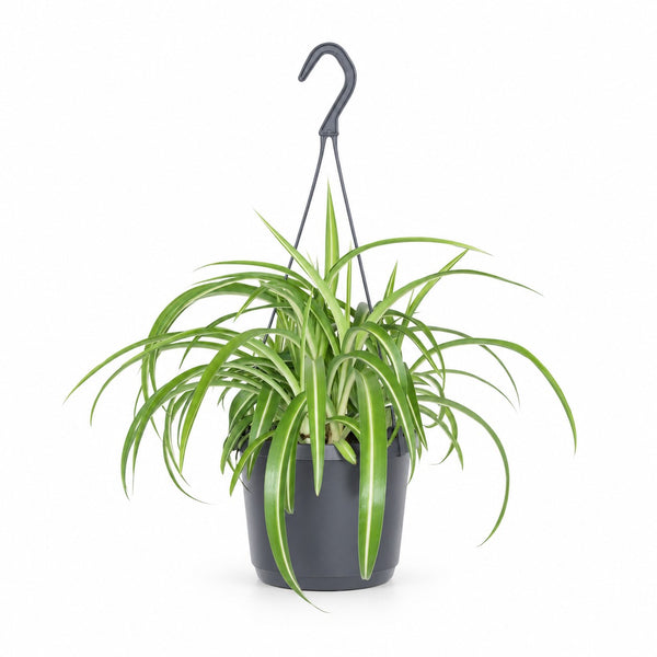 Chlorophytum Comosum Bonnie (35cm, Ø17cm) im Kulturtopf