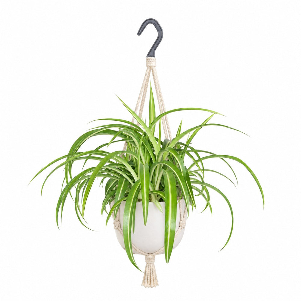 Chlorophytum Comosum Bonnie (35cm, Ø17cm), Stylingbeispiel im Übertopf (Übertopf nicht enthalten)