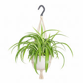 Chlorophytum Comosum Bonnie (35cm, Ø17cm), Stylingbeispiel im Übertopf (Übertopf nicht enthalten)