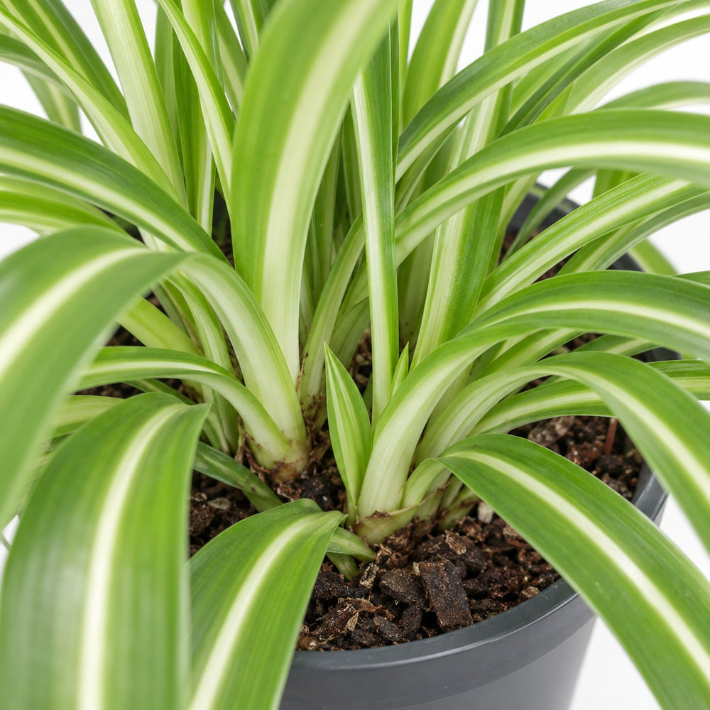 Chlorophytum Comosum Bonnie, Nahaufnahme Wuchs und Triebansatz