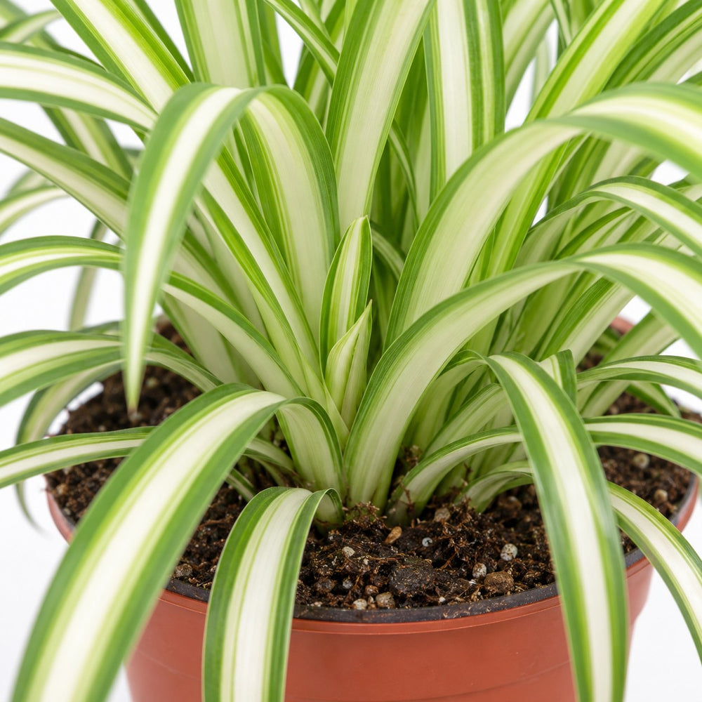 Chlorophytum, Nahaufnahme Wuchs und Triebansatz