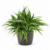 Chlorophytum Ocean (25cm, Ø15cm), Stylingbeispiel im Übertopf (Übertopf nicht enthalten)