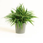 Chlorophytum Ocean 25cm im 15cm Topf