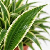 Chlorophytum Ocean, Nahaufnahme Blatt