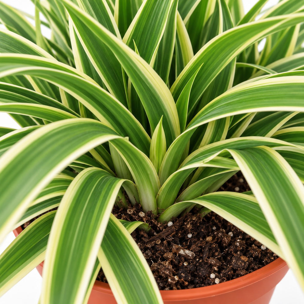 Chlorophytum Ocean, Nahaufnahme Wuchs und Triebansatz