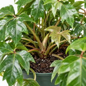 Cissus Rhombifolia Ellen Danica, Nahaufnahme Wuchs und Triebansatz