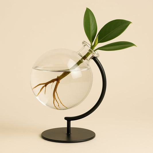 Clusia In Victoria Glas  - 10cm