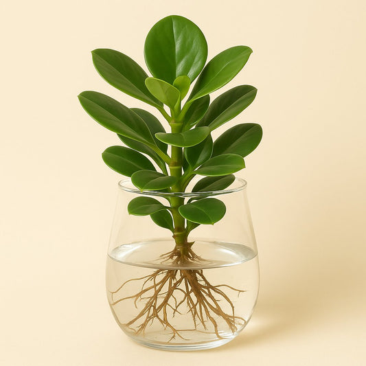 Clusia im Kingston-Glas - 30cm