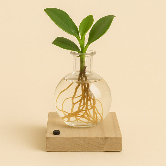 Clusia In Samoa-Glas mit  LED - 10cm