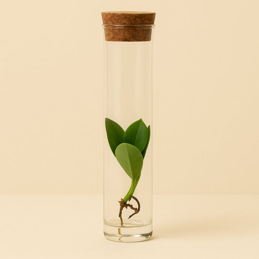 Clusia im Tube-Glas - 15cm